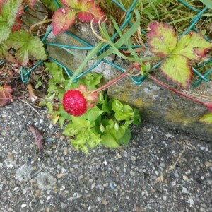 Photographie n°2393972 du taxon Potentilla sterilis (L.) Garcke [1856]