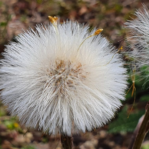 Photographie n°2393975 du taxon Tussilago farfara L. [1753]