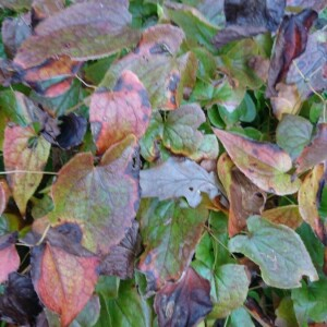 Photographie n°2393990 du taxon Epimedium alpinum L. [1753]