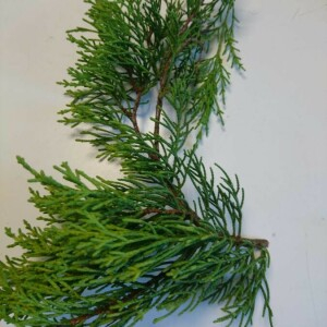  - Juniperus virginiana L. [1753]