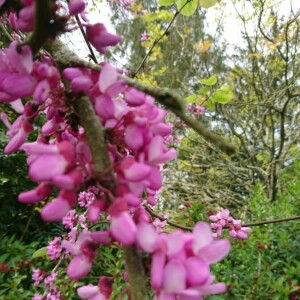 Photographie n°2394000 du taxon Cercis siliquastrum L. [1753]