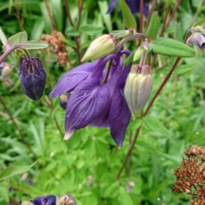 Photographie n°2394004 du taxon Aquilegia vulgaris L. [1753]