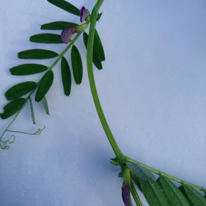 Photographie n°2394010 du taxon Vicia sativa L. [1753]