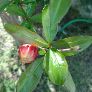 Photographie n°2394016 du taxon Punica granatum L. [1753]