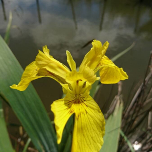 Photographie n°2394025 du taxon Iris pseudacorus L.