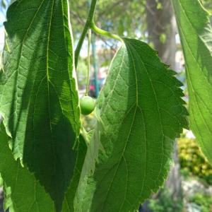 Photographie n°2394026 du taxon Celtis australis L. [1753]