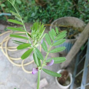 Photographie n°2394044 du taxon Vicia sativa L. [1753]