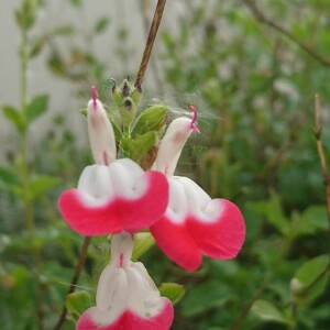 Photographie n°2394047 du taxon Salvia microphylla Kunth [1818]