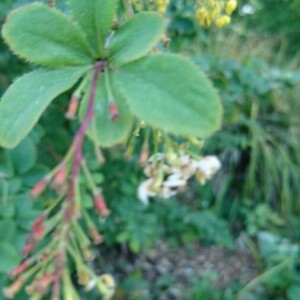 Photographie n°2394055 du taxon Berberis vulgaris L. [1753]