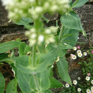 Photographie n°2394058 du taxon Centranthus ruber (L.) DC. [1805]