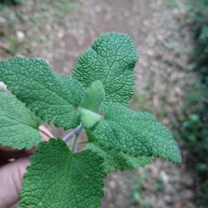 Photographie n°2394060 du taxon Teucrium scorodonia L. [1753]