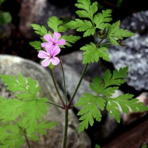 Photographie n°2394062 du taxon Geranium robertianum L.