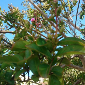 Photographie n°2394069 du taxon Lagerstroemia indica L. [1759]