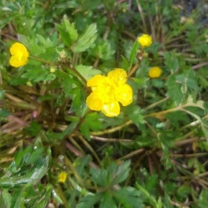 Photographie n°2394345 du taxon Ranunculus repens L. [1753]