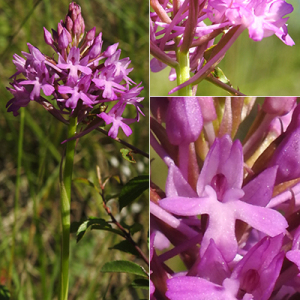 Photographie n°2394405 du taxon Anacamptis pyramidalis (L.) Rich. [1817]