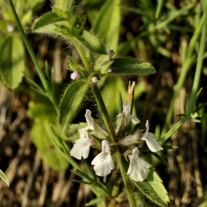 Photographie n°2394425 du taxon Sideritis romana L. [1753]