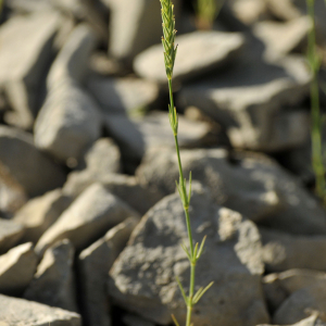 Photographie n°2394436 du taxon Crucianella angustifolia L. [1753]