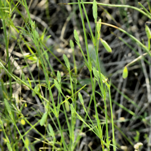 Photographie n°2394437 du taxon Crucianella angustifolia L. [1753]