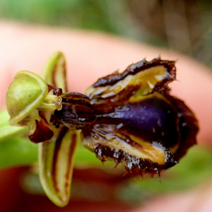 Photographie n°2394441 du taxon Ophrys speculum Link