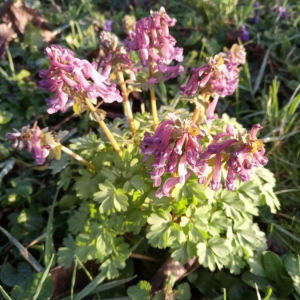 Photographie n°2394518 du taxon Corydalis solida (L.) Clairv.