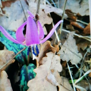 Photographie n°2394568 du taxon Erythronium dens-canis L. [1753]