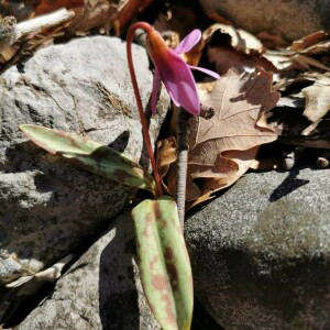 Photographie n°2394569 du taxon Erythronium dens-canis L. [1753]