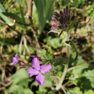 Photographie n°2394573 du taxon Lunaria annua L. [1753]