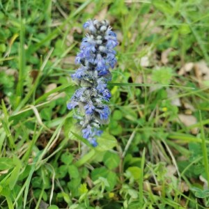 Photographie n°2394574 du taxon Ajuga reptans L. [1753]