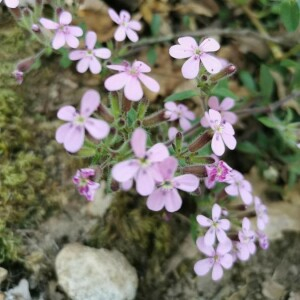 Photographie n°2394576 du taxon Saponaria ocymoides L. [1753]