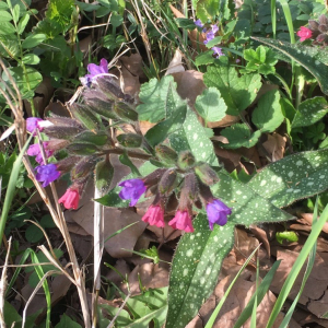 Photographie n°2394679 du taxon Pulmonaria officinalis L. [1753]