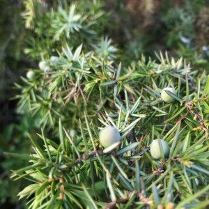 Photographie n°2394840 du taxon Juniperus communis L. [1753]