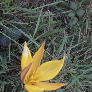 Photographie n°2394936 du taxon Tulipa sylvestris subsp. australis (Link) Pamp.