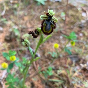 Photographie n°2394963 du taxon Ophrys speculum Link