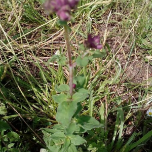 Photographie n°2394990 du taxon Origanum vulgare L. [1753]