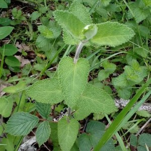 Photographie n°2395004 du taxon Teucrium scorodonia L. [1753]