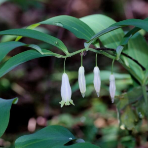 Photographie n°2395010 du taxon Polygonatum odoratum (Mill.) Druce [1906]