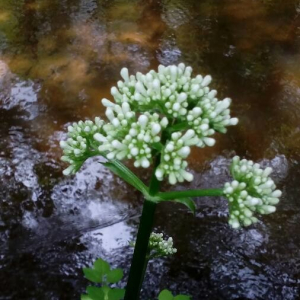 Photographie n°2395022 du taxon Valeriana officinalis L. [1753]