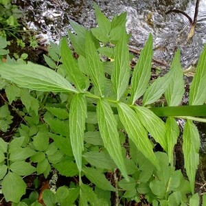 Photographie n°2395023 du taxon Valeriana officinalis L. [1753]