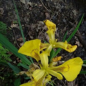 Photographie n°2395030 du taxon Iris pseudacorus L. [1753]