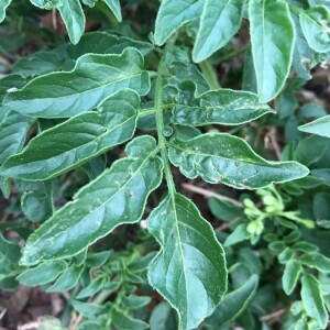 Photographie n°2395045 du taxon Solanum tuberosum L. [1753]