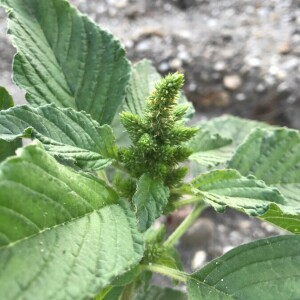 Photographie n°2395047 du taxon Amaranthus retroflexus L. [1753]