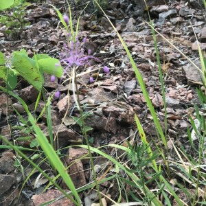 Photographie n°2395078 du taxon Muscari comosum (L.) Mill. [1768]