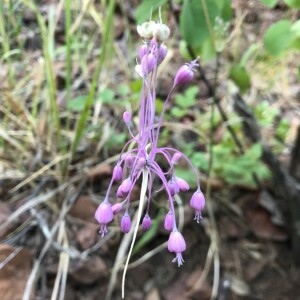 Photographie n°2395079 du taxon Muscari comosum (L.) Mill. [1768]