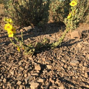 Photographie n°2395085 du taxon Verbascum sinuatum L. [1753]