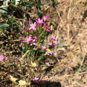 Photographie n°2395092 du taxon Centaurium erythraea Rafn [1800]