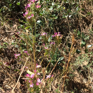 Photographie n°2395093 du taxon Centaurium erythraea Rafn [1800]