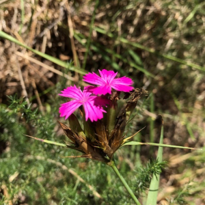  - Dianthus balbisii Ser. [1824]