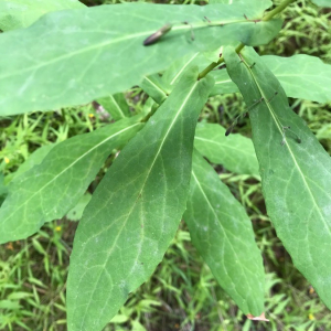 Photographie n°2395107 du taxon Prenanthes purpurea L. [1753]