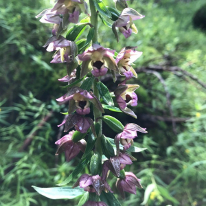 Photographie n°2395110 du taxon Epipactis helleborine (L.) Crantz [1769]