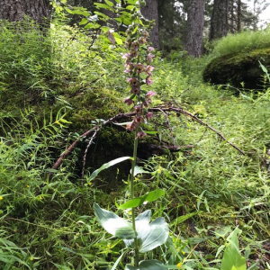 Photographie n°2395113 du taxon Epipactis helleborine (L.) Crantz [1769]